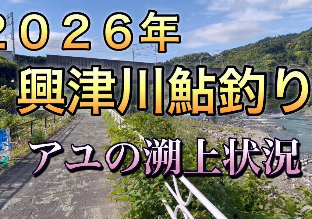 ２０２６年興津川鮎釣り、今年の溯上状況