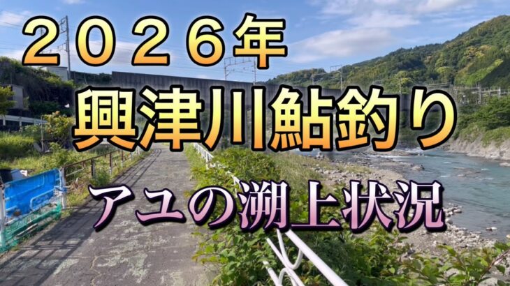２０２６年興津川鮎釣り、今年の溯上状況