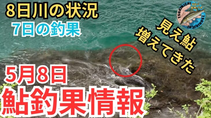 【鮎釣果情報】明日からの天気に期待！気になる水位と天気そして釣果は？