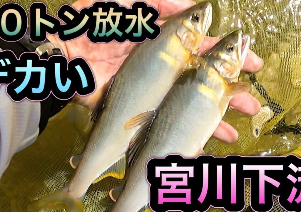 宮川下流２０トン放水　デカ鮎