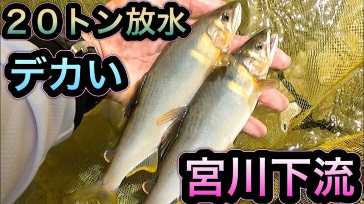 宮川下流２０トン放水　デカ鮎