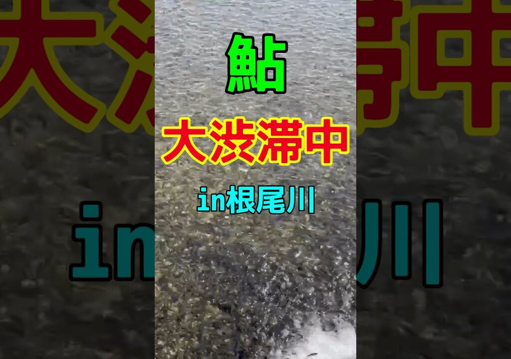【鮎釣り】鮎大渋滞！まっ黒クロすけ！？　#根尾川#天然遡上#汲み上げ放流