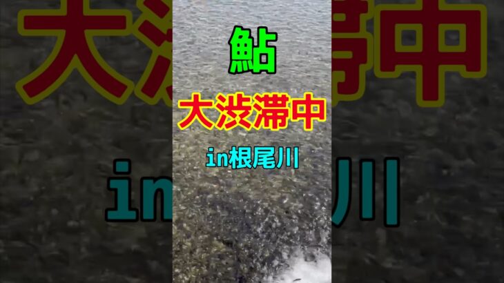 【鮎釣り】鮎大渋滞！まっ黒クロすけ！？　#根尾川#天然遡上#汲み上げ放流