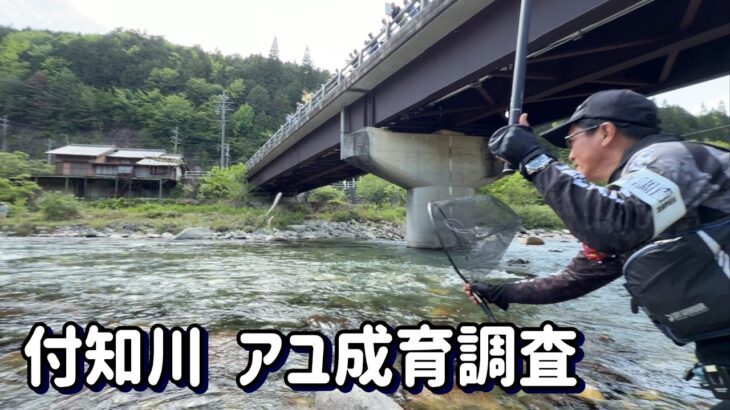 【成育良好！良い解禁日になると思います】付知川アユ成育調査