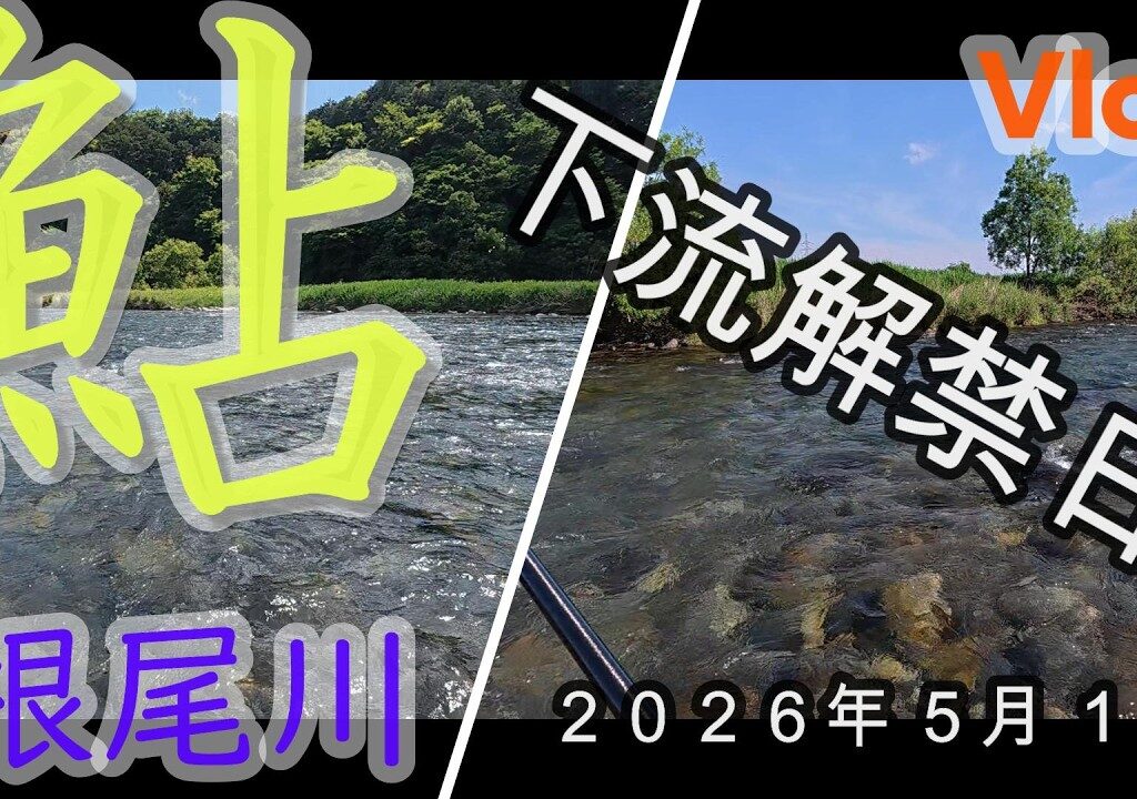 【根尾川】下流域の解禁日　　２０２６．５．１１