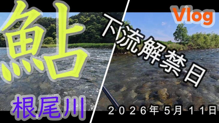 【根尾川】下流域の解禁日　　２０２６．５．１１