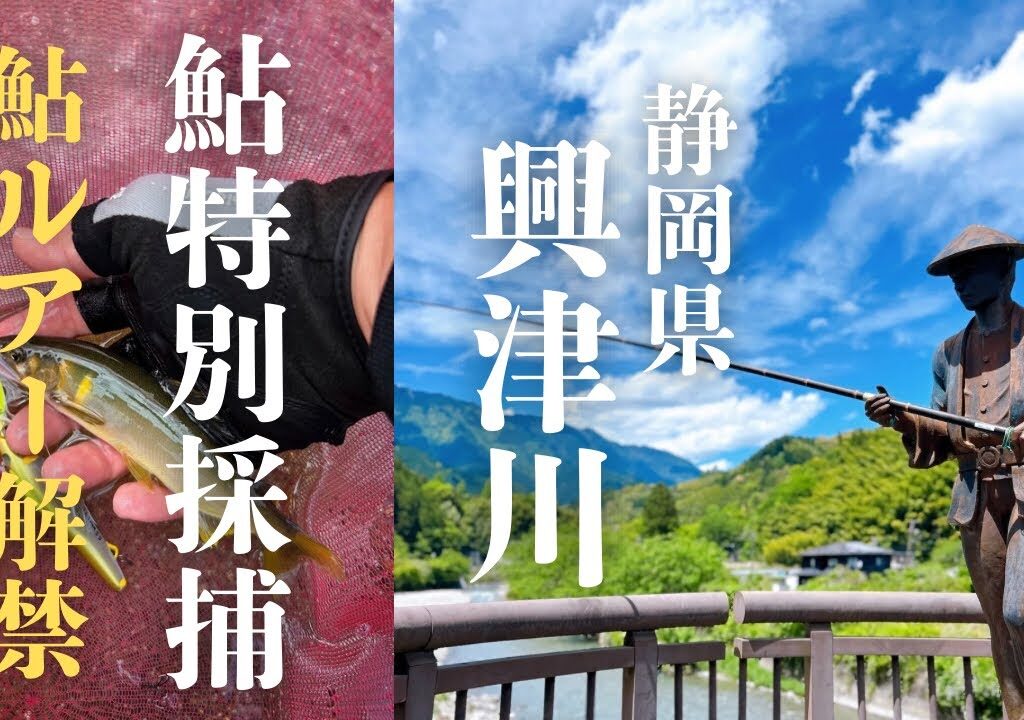 静岡県興津川鮎特別採捕【アユルアー】