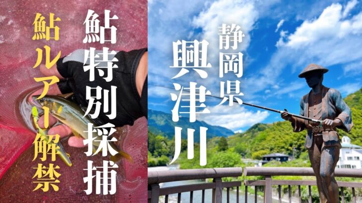 静岡県興津川鮎特別採捕【アユルアー】