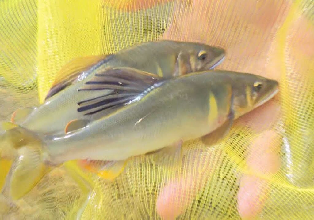 「引きが楽しい」「やめられん」アユの友釣りが三重県の大内山川で解禁 多くの釣り人が川に入って楽しむ