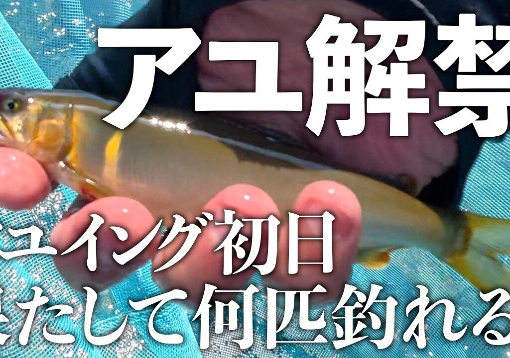 【長良川下流】ついに鮎解禁！今期始めてのアユイングに行ったら何匹釣れるかな？