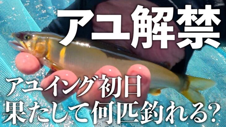 【長良川下流】ついに鮎解禁！今期始めてのアユイングに行ったら何匹釣れるかな？