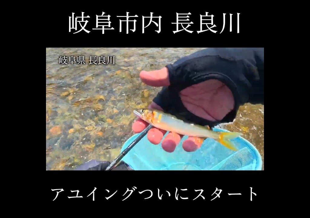 ついにスタート！長良川アユイング #アユイング #鮎 #鮎釣り
