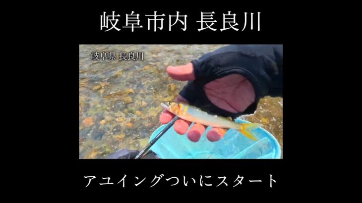 ついにスタート！長良川アユイング #アユイング #鮎 #鮎釣り