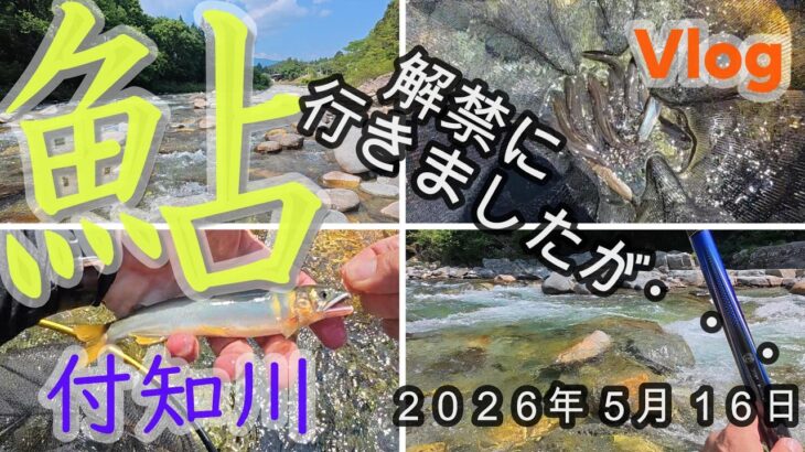 【付知川】解禁に行きましたが・・・　２０２６．５．１６
