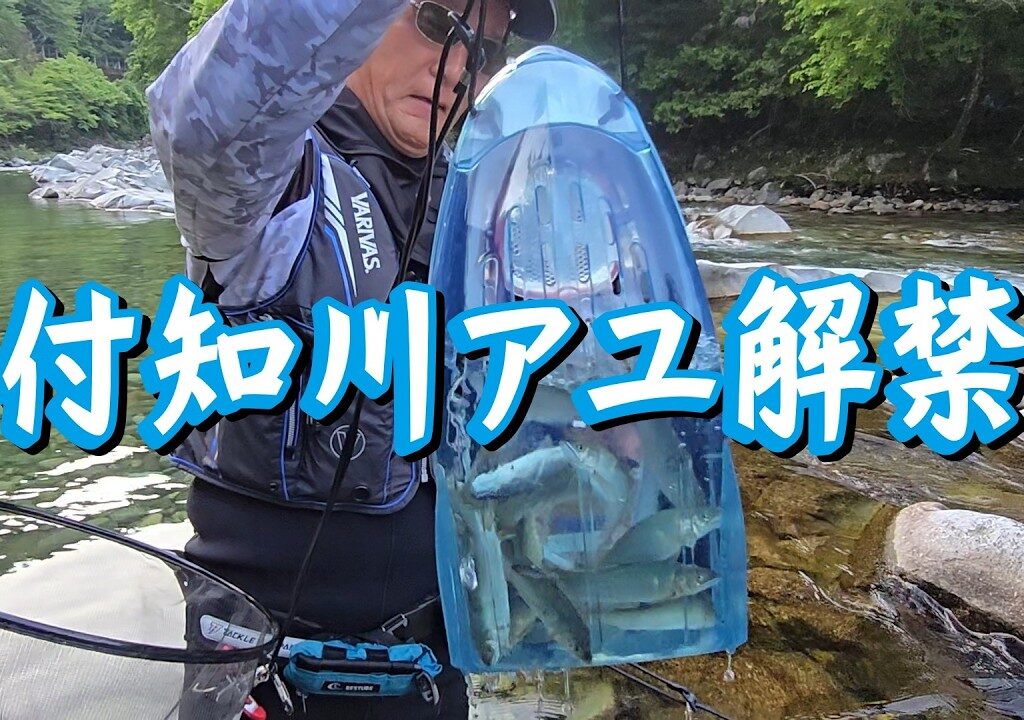 ボッコボコの後で…【昼からの付知川アユ解禁釣行】タックルインジャパン撮影兼ねての初釣りを楽しみました♪