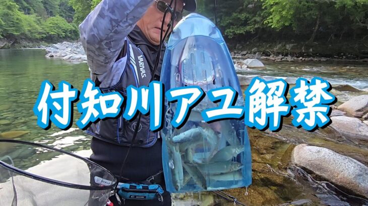 ボッコボコの後で…【昼からの付知川アユ解禁釣行】タックルインジャパン撮影兼ねての初釣りを楽しみました♪