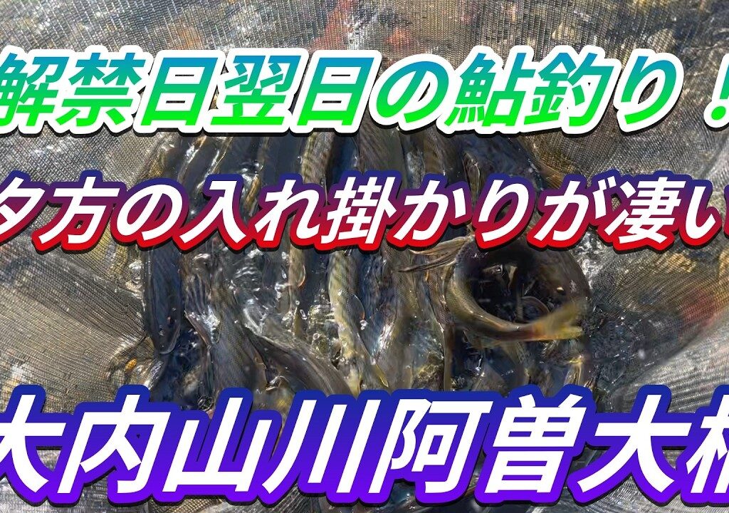 【大内山川の鮎釣り】解禁日翌日は阿曾大橋でやって来ました。＃鮎釣り＃大内山川