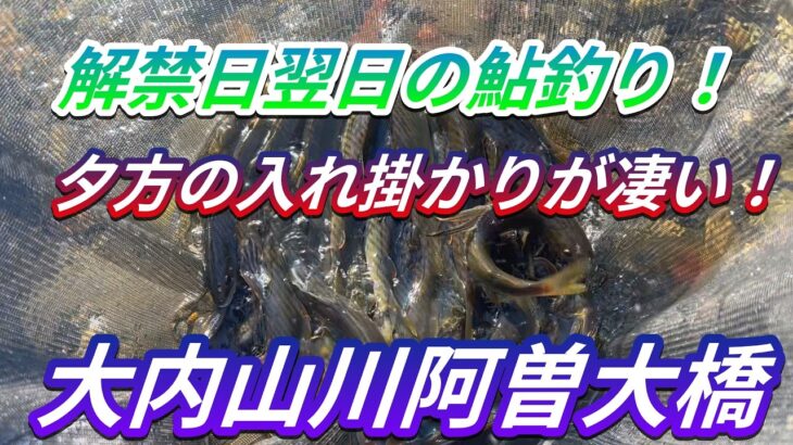 【大内山川の鮎釣り】解禁日翌日は阿曾大橋でやって来ました。＃鮎釣り＃大内山川