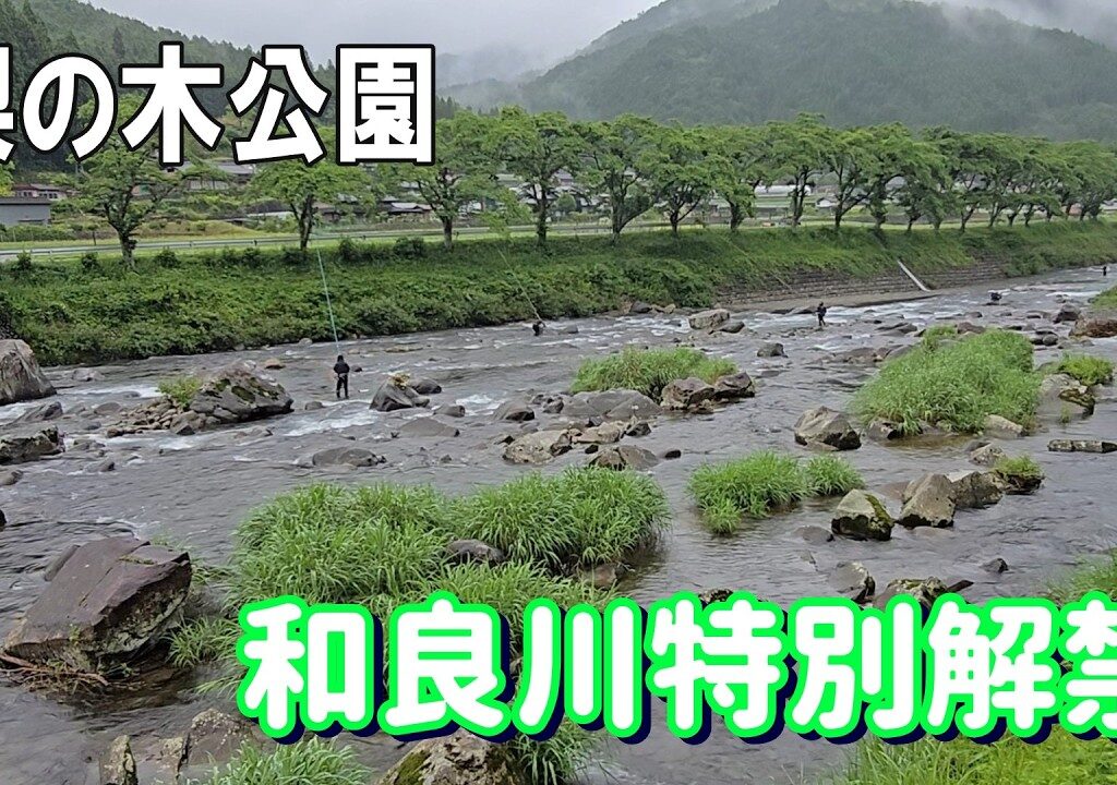 【和良川特別解禁】ブランド和良鮎開幕！