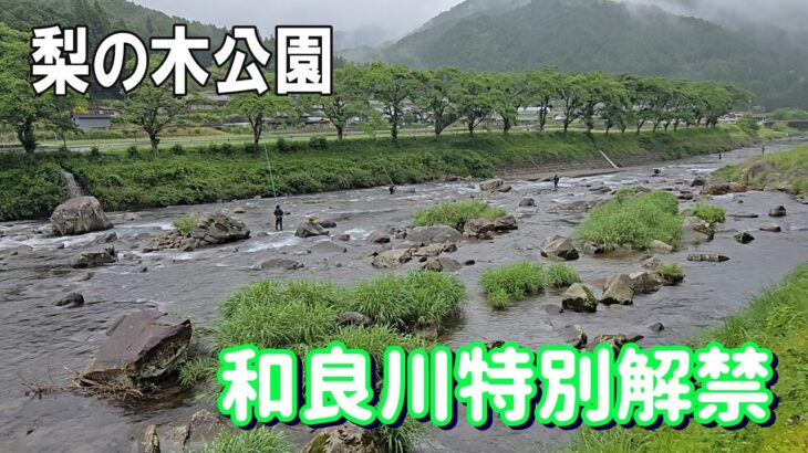 【和良川特別解禁】ブランド和良鮎開幕！