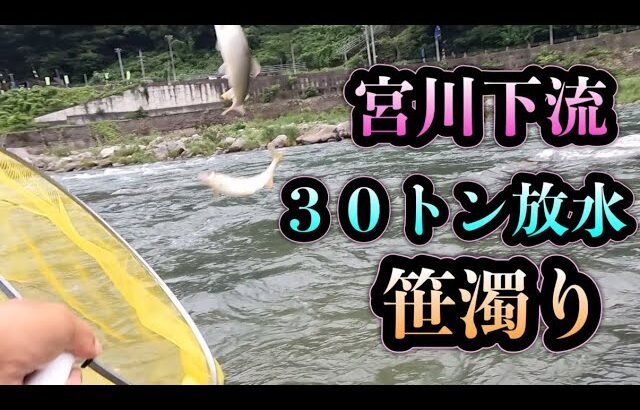 宮川下流３０トン放水　笹濁り