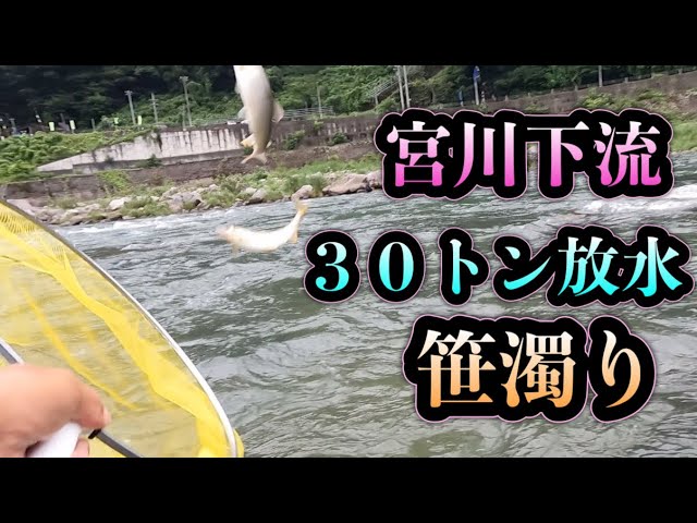宮川下流３０トン放水　笹濁り