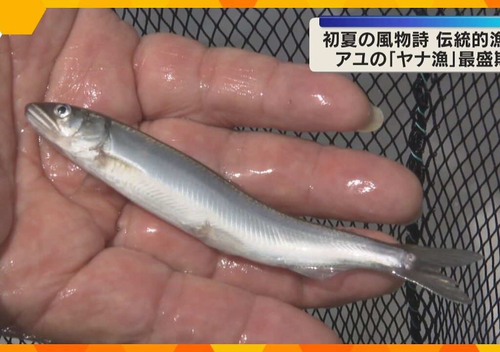 琵琶湖を遡上してきたアユの「ヤナ漁」最盛期　竹のすだれでいけすに追い込む伝統漁法　滋賀・高島市