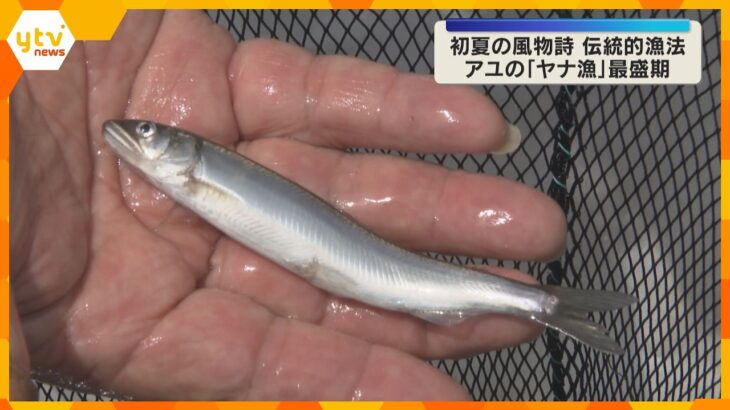 琵琶湖を遡上してきたアユの「ヤナ漁」最盛期　竹のすだれでいけすに追い込む伝統漁法　滋賀・高島市