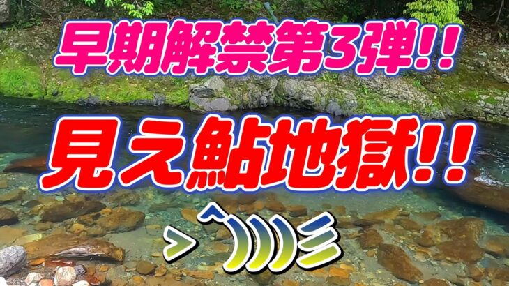 【鮎釣り】見えてる!!しかも追ってくる!!　でも中々ムズカシイ……