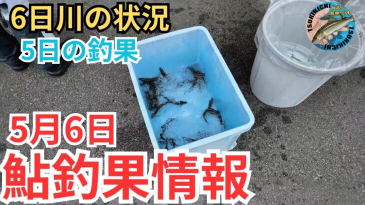 【鮎釣果情報】おとりが足りない！？気になる水位と天気そして釣果は？