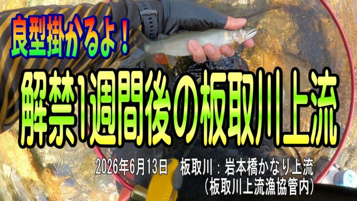 良型掛かるよ！　解禁1週間後の板取川上流