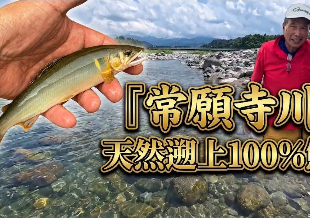 【天然遡上100%鮎】富山県常願寺川・聖域で出逢った真の天然鮎