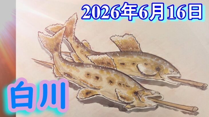鮎釣り 15cm渇水垢腐れ 南北橋上 お茶街道 クオーレ下 白川 2026年