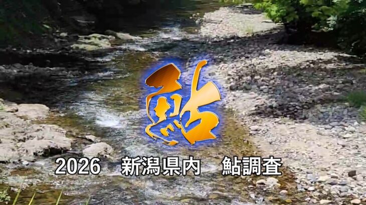 2026 　　新潟県内　鮎調査