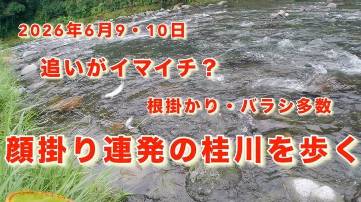 【桂川鮎釣り2026】師匠が逃げた（笑）トラブル続出の猿橋・富浜地区。小型・激寒の桂川。顔掛かりと根掛かりの嵐