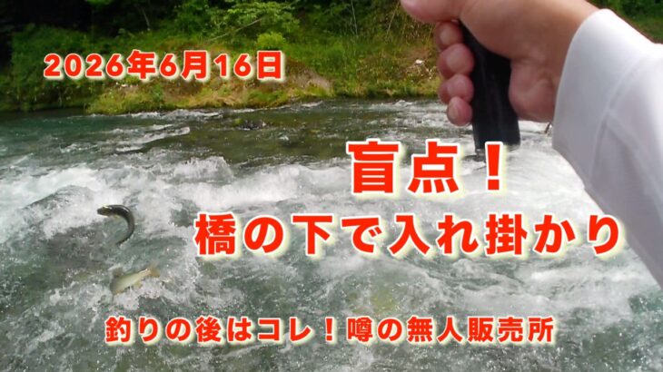 【桂川鮎釣り2026】大苦戦の強瀬地区で入れ掛かり！？橋の下の竿抜けを狙ったら！【無人販売所の夏野菜】