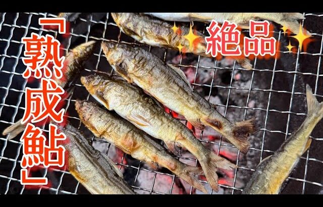 [2026鮎釣り]鮎は釣れないけどやっぱり鮎は旨かった日。（家族で食べる位は釣れてますよ）
