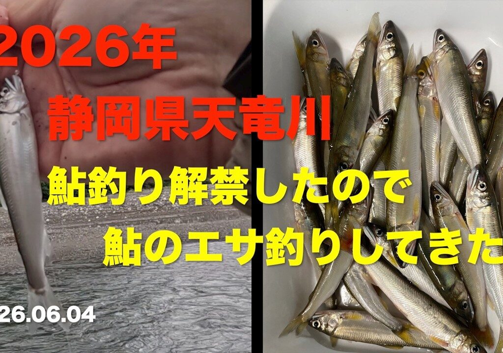 【鮎釣り】静岡県天竜川 エサ釣りで鮎を釣ってきた 2026.06.04