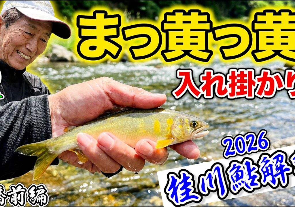 2026.6.1【桂川鮎解禁】猿橋で”まっ黄っ黄アユ”入れ掛かり【桂川漁協猿橋支部】