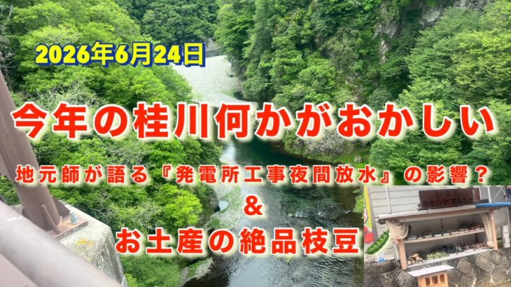 【桂川 鮎釣り2026.6.24 友釣り】激渋の川で執念のツ抜け達成！地元師が語る「釣れない理由」の真相とお土産の絶品枝豆。