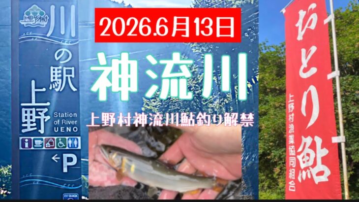 2026.6月13日群馬県上野村神流川鮎釣り解禁　#釣り #鮎釣り #サンライン #サンテック #神流川 #PR