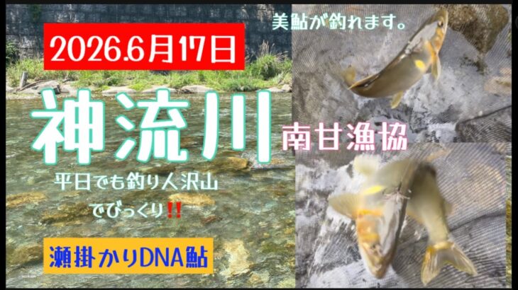 2026.6月17日神流川南甘地区で半日遊んでみた！　#釣り #鮎釣り #サンライン #サンテック #pr#瀬掛かりDNA鮎#神流川