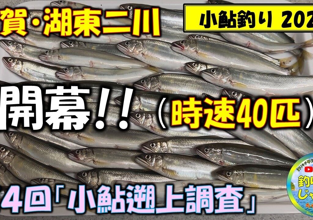 小鮎釣り2026開幕！時速40匹！第4回「小鮎遡上調査」、滋賀・湖東二川（芹川・犬上川）