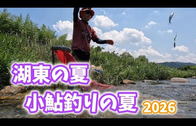 【2026/6/12】小鮎釣りが気持ち良い季節！釣れてる噂の湖東の川に行ってきた！#小鮎釣り