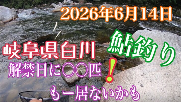 鮎釣り　岐阜県白川　2026年6月14日　解禁日を逃した