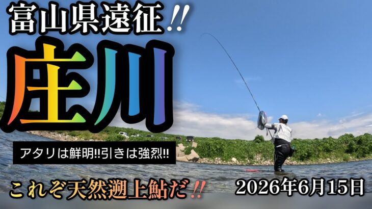 富山県遠征‼️庄川　アタリは鮮明‼️引きは強烈‼️これぞ天然遡上鮎だ‼️2026年6月15日