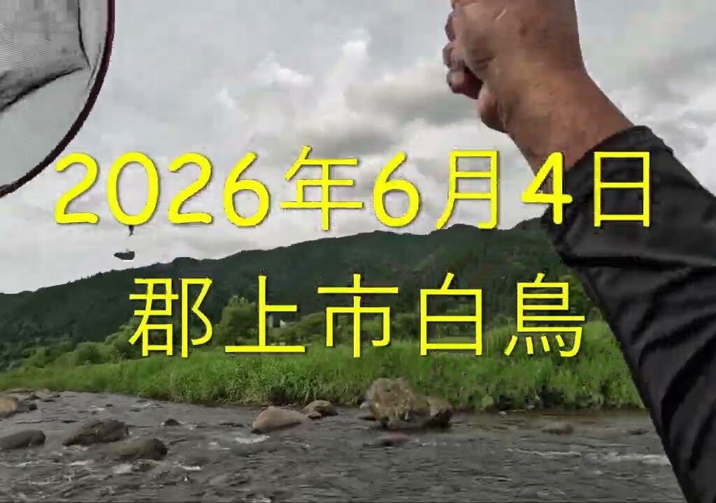 2026年6月4日　郡上市白鳥　今年初めての鮎釣り　台風の影響で午後から吹き返しにより釣りずらくおまけに寒さに負けて早めの撤収！