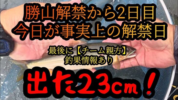 【出た23cm！】九頭竜川勝山鮎釣り　今日が事実上の解禁日。2026年6月28日(日)