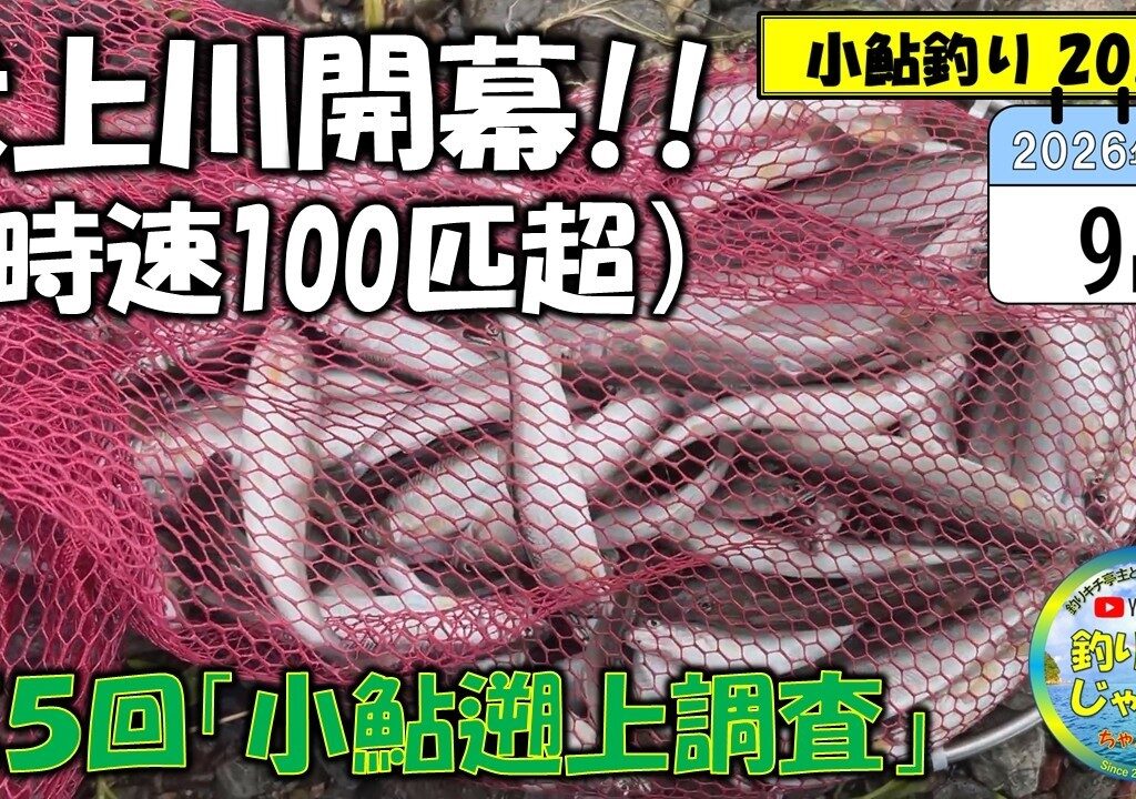 【犬上川・開幕】第5回「小鮎遡上調査」。時速100匹超！！