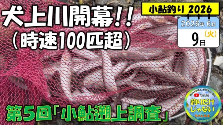 【犬上川・開幕】第5回「小鮎遡上調査」。時速100匹超！！